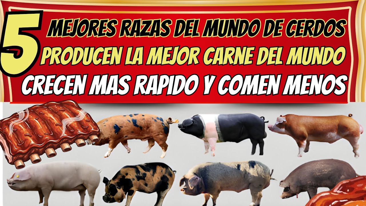 Estas son las 5 razas de cerdos más rentables del mundo para producir carne y ganar dinero
