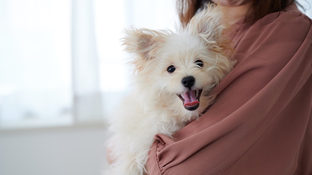 【初めてのトリミング】トリマーのお姉さんのことが大好きになった男の子♡トリミングで耳が。。。