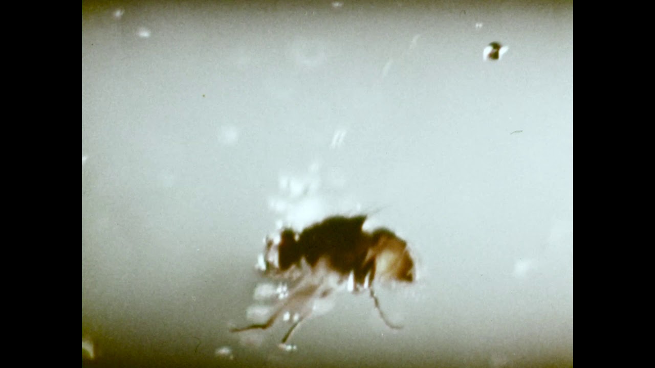 Pea-Beu Aeorosol TVC