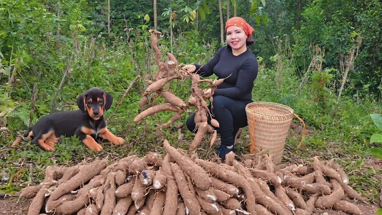 CEO Phuong Harvests Cassava, Sells to Villagers, and Buys a Pet Dog