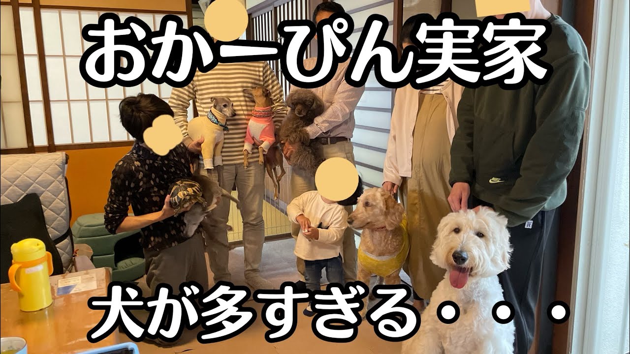 おかーぴんの実家は犬だらけ一族