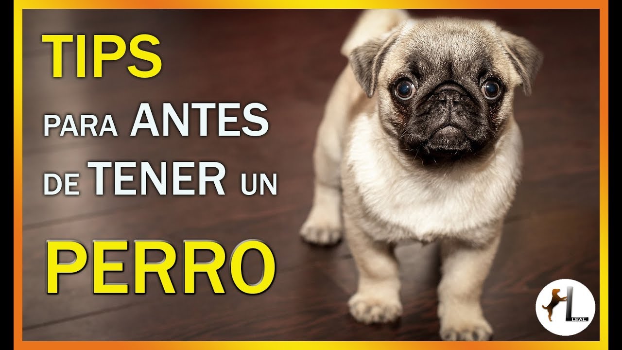 ✔️ 7 TIPS a tener en cuenta ANTES de TENER un PERRO 🐶