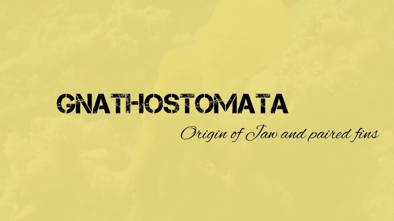 Origin of jaw and paired Appendages - Gnathostomata