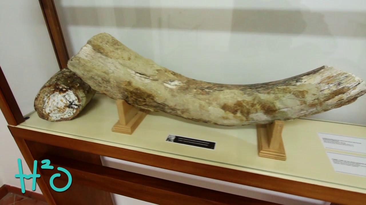 Centro di Paleontologia Vegetale della Foresta Fossile di Dunarobba