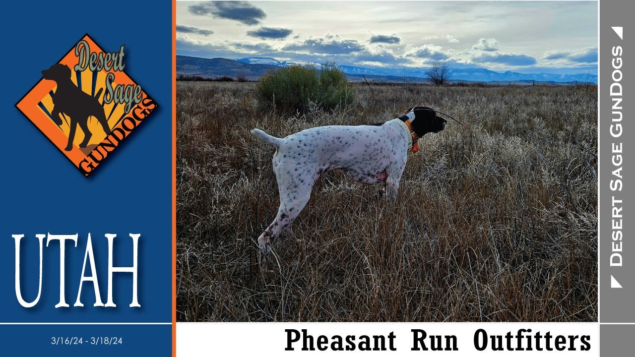 Pheasant Run Outfitters - Utah Spring 2024