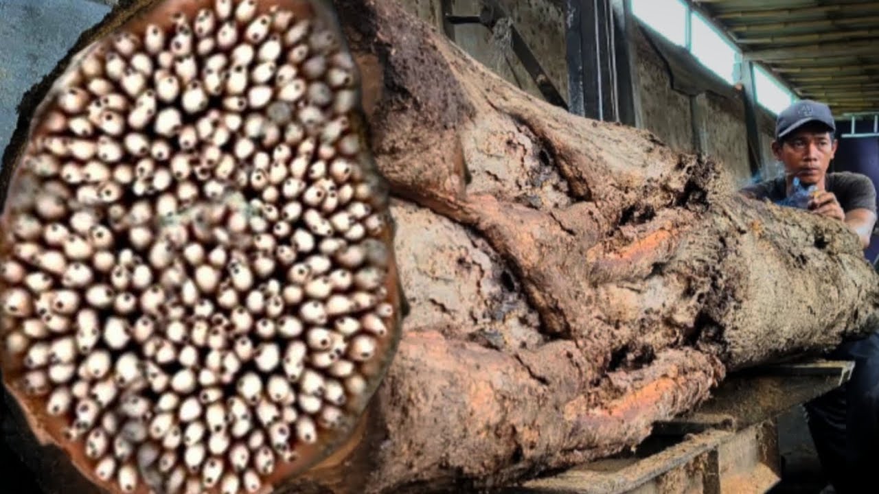 10 Tense Seconds of Sacred Tree Destroyed in Sawmill