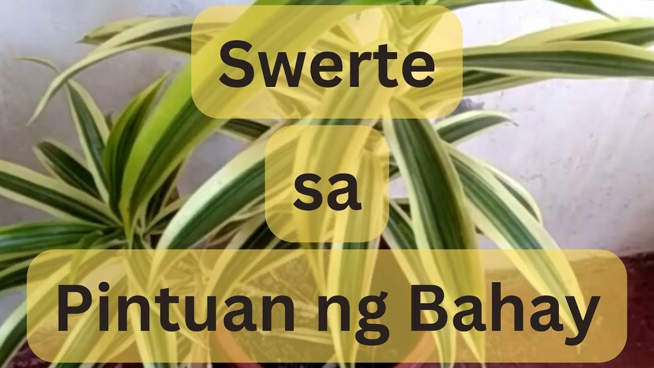 4 Lucky Plants sa pintuan ng bahay