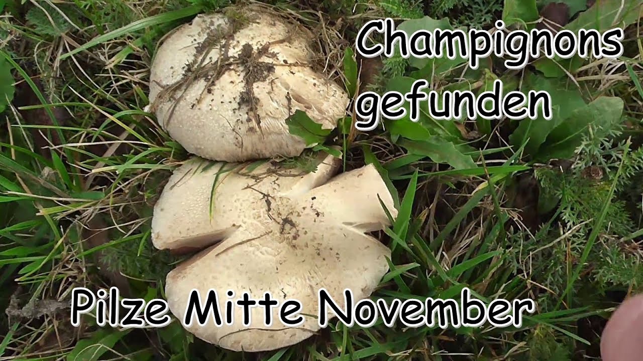 Champignons gefunden - Pilze Mitte November