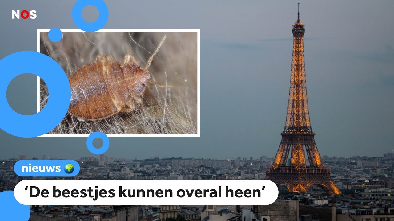 Paniek in Parijs: Help bedwantsen!