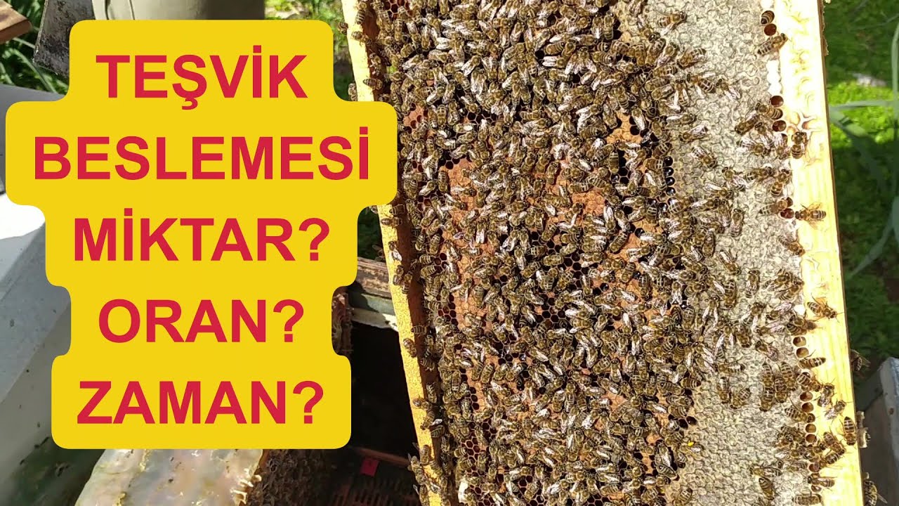 Arılarda teşvik beslemesi; ne zaman, ne kadar, nasıl?   Arıcılık