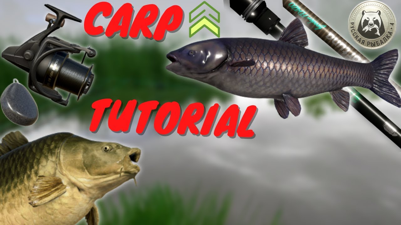 VISKAS KĄ REIKIA ŽINOTI APIE KARPIŲ ŽVEJYBĄ | Russian fishing 4