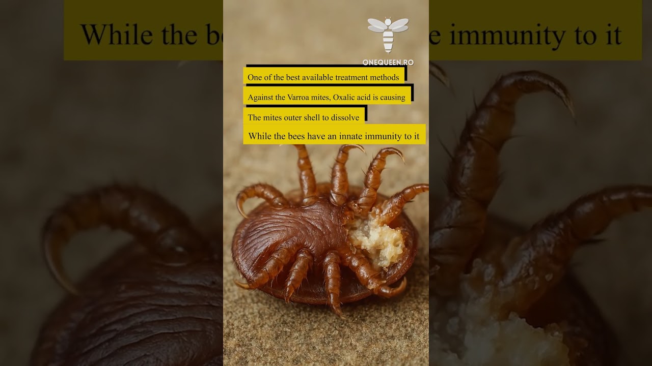 One of the best available treatment methods against the Varroa mites, Oxalic acid, is causing..