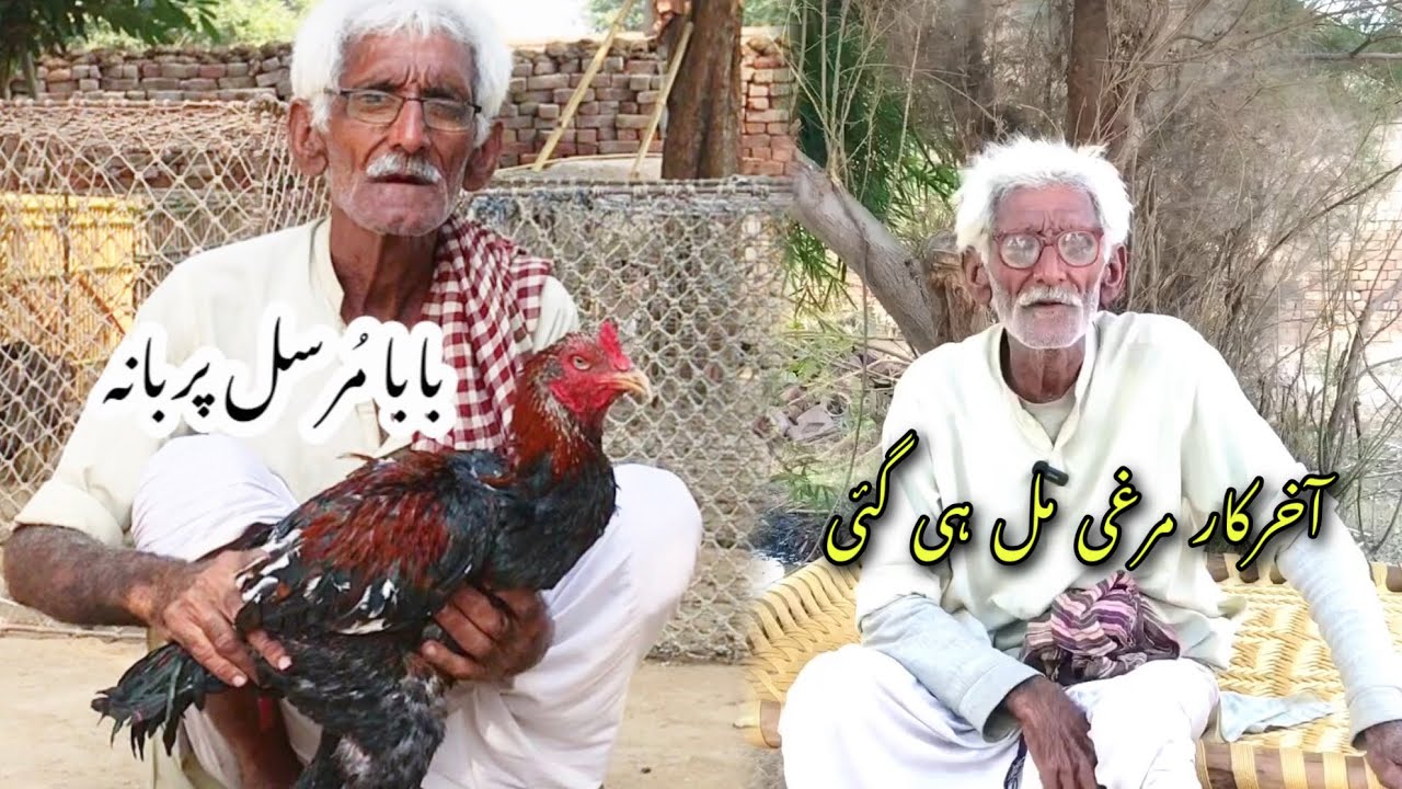 Baba Mursal purbana interview | بابا مرسل پربانہ کا شوق اور انٹرویو #pets #aseel #indianaseel