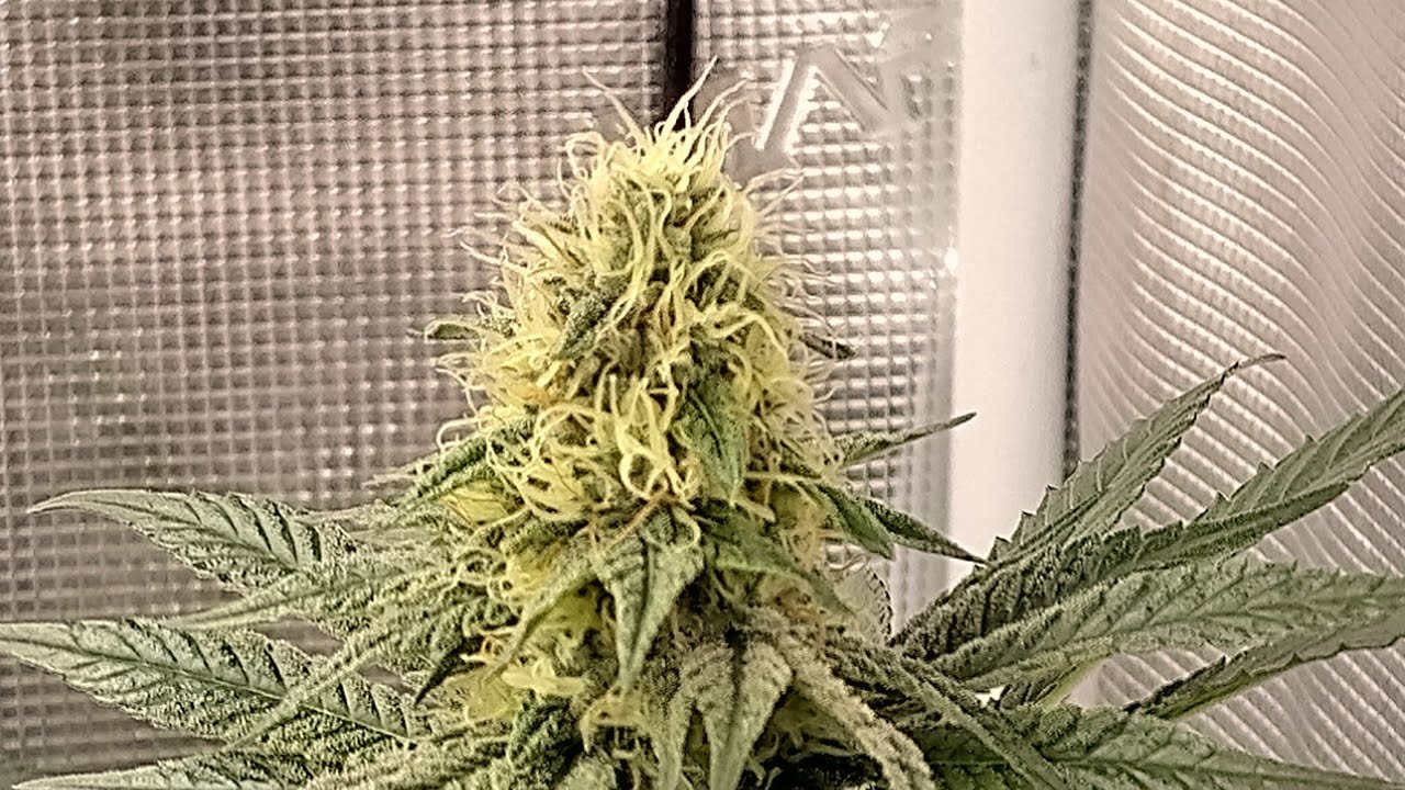 Update coco & grow dots versus Super soil WK 6 flower @realgrowers