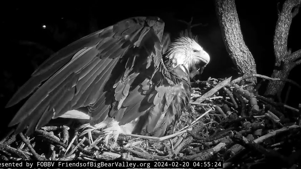 Fiona🐿️ jumps over Jackie's back, Jackie wingslaps😵 Big Bear Bald Eagle / 04:55 / 2024-02-20