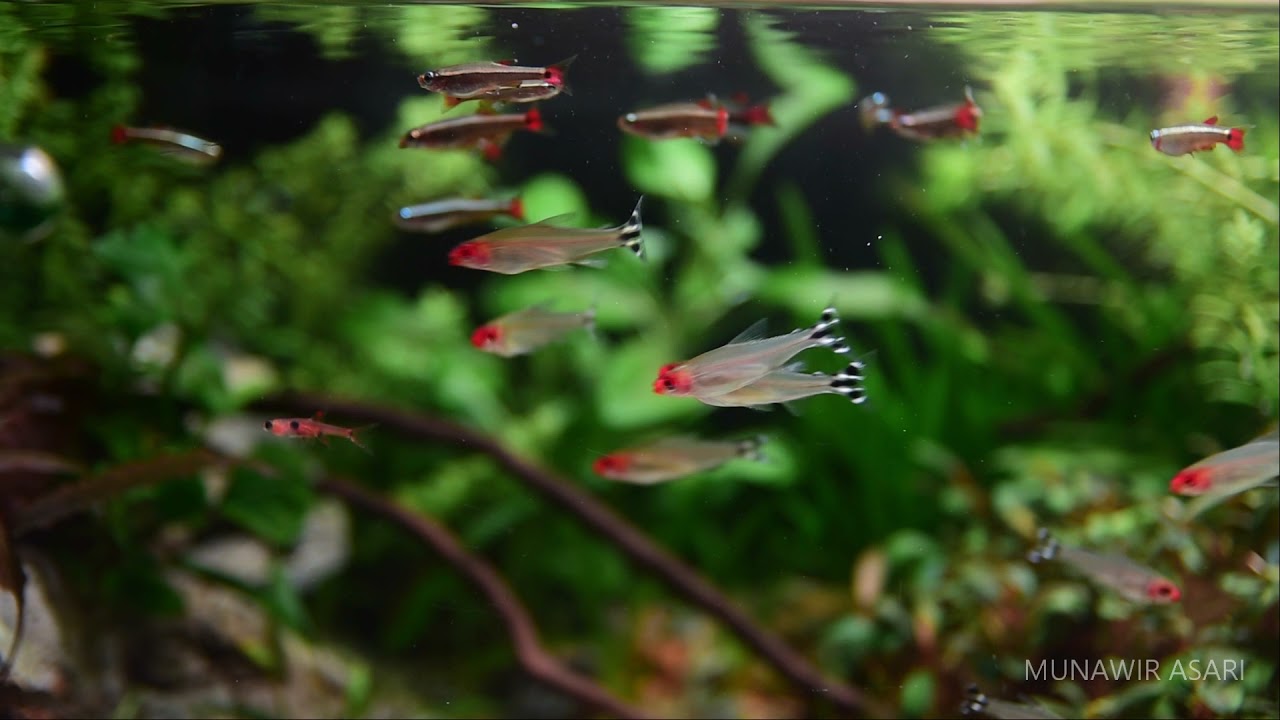 Shallow Tank Aquascape 80cm X 20cm X 30cm Firehead / Rummy Nose Tetra Fish