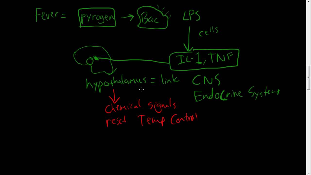 #30 - Chronic Inflammation - Eosinophils, Mast Cells, Systemic effects of inflammation