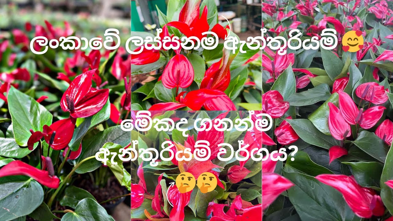 මෙච්චර ආදායමක් හොයන්න පුලුවන්ද? ලංකාවේ දැනට තියන ලස්සනම ඇන්තූරියම් බලමුද?