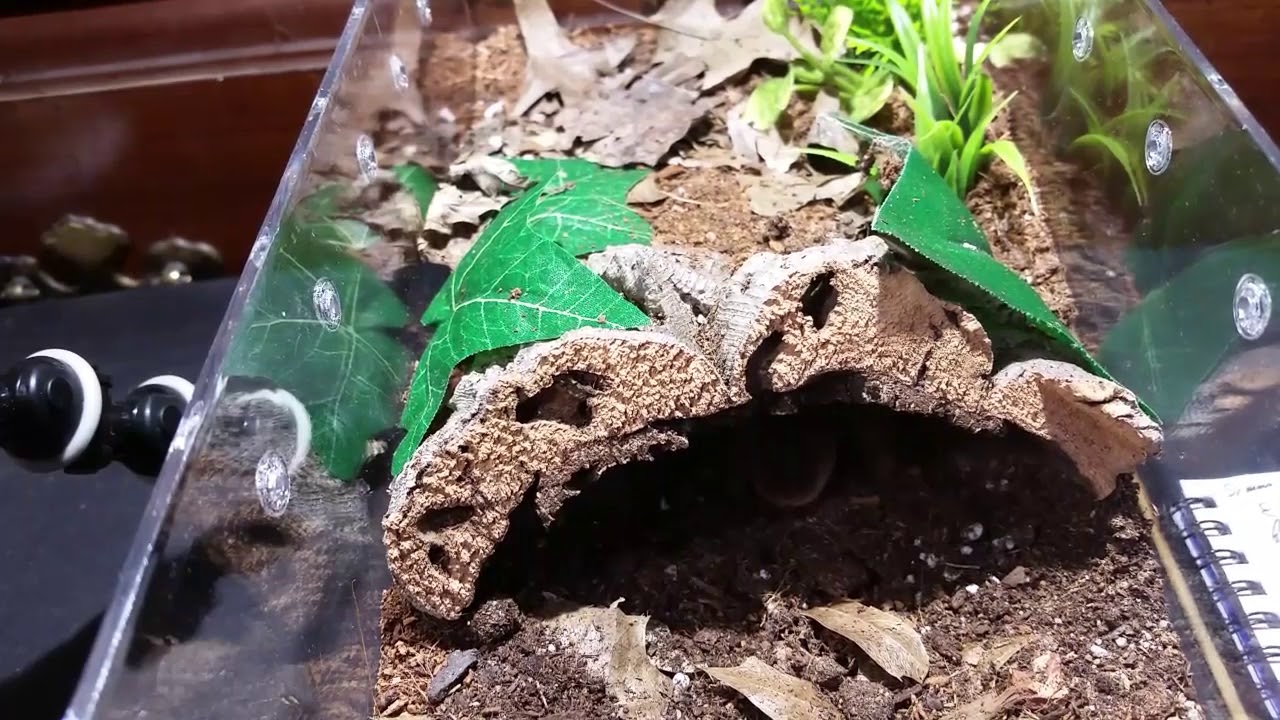 Tarantula Spotlight : Eupalaestrus campestratus the Pink Zebra Beauty