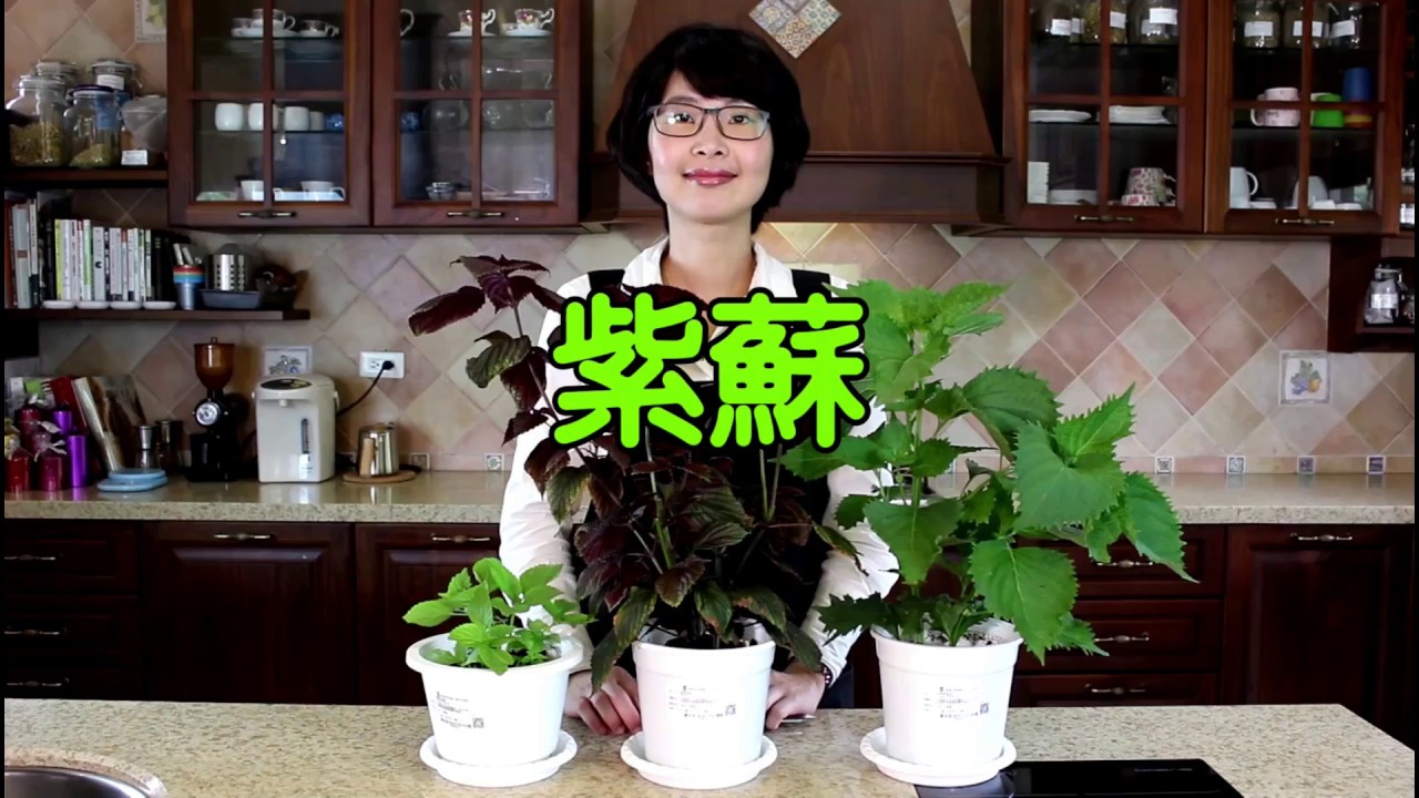 保護喉嚨🍵紫蘇 | 泡茶香草系列 | 森林有塊田