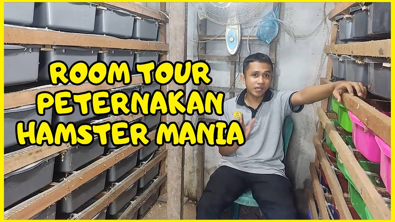 Room Tour Peternakan Hamster Mania