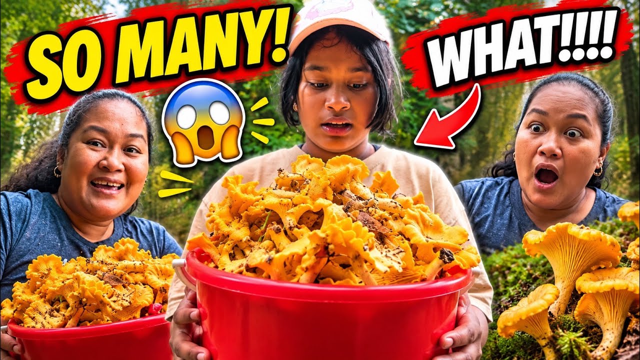 DAY 49 We Went Mushroom Hunting Near Our Home&hellip; AND FOUND THIS MANY CHANTERELLES! 🍄😱