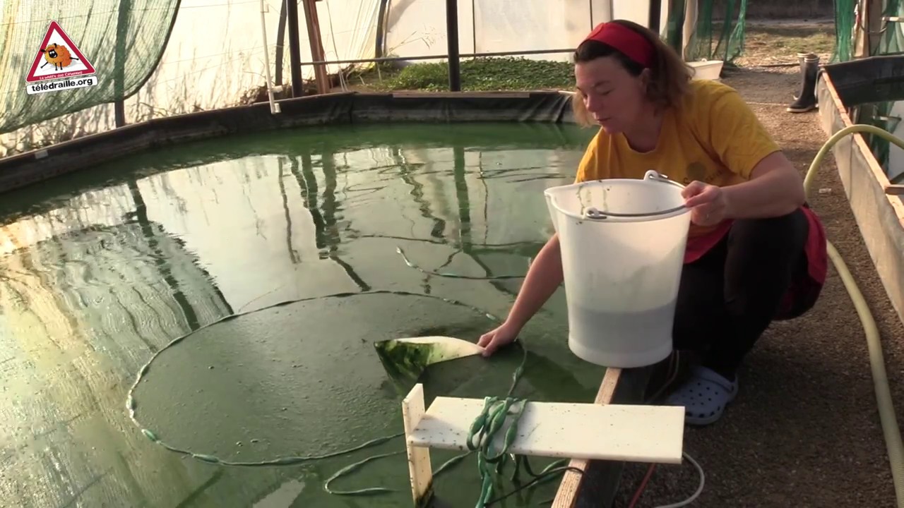 A la ferme de spiruline