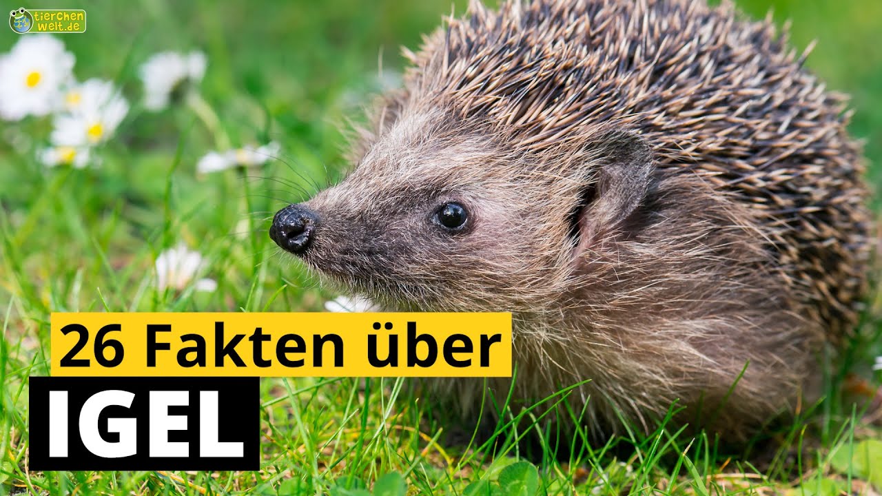 26 Steckbrief-Fakten über Igel - Doku-Wissen über Tiere - für Kinder