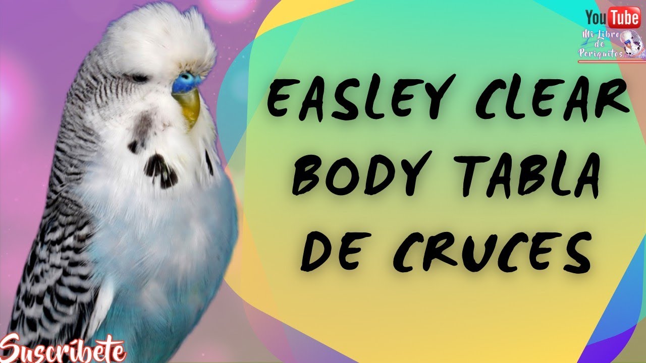Aquí ☝️ Mostraré la Tabla de Cruces de los Periquitos Easley Clear Body 🦜