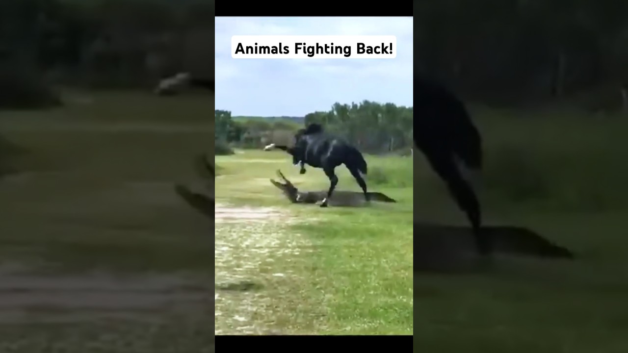 Animals Fighting Back 💪🏽 #animals ##fail #viralvideo #viralposts #animalshorts #horse #alligator #fy