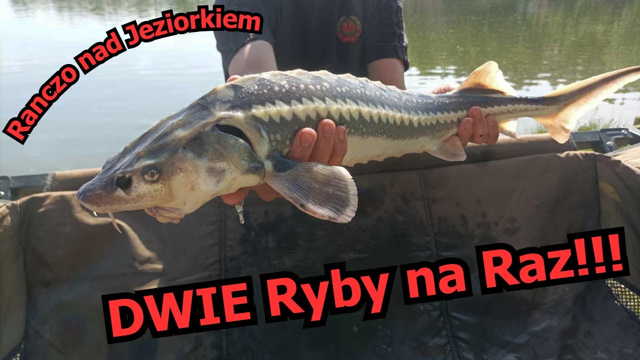 Bardzo DUŻO RYB I Nieoczekiwany Zwrot Akcji!!! (ranczo nad jeziorkiem)