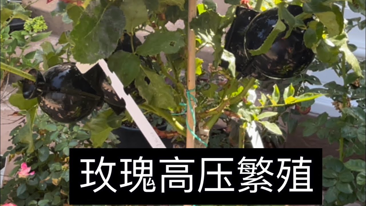 玫瑰高压繁殖的全过程，不再担心你心爱的品种会挂掉了！