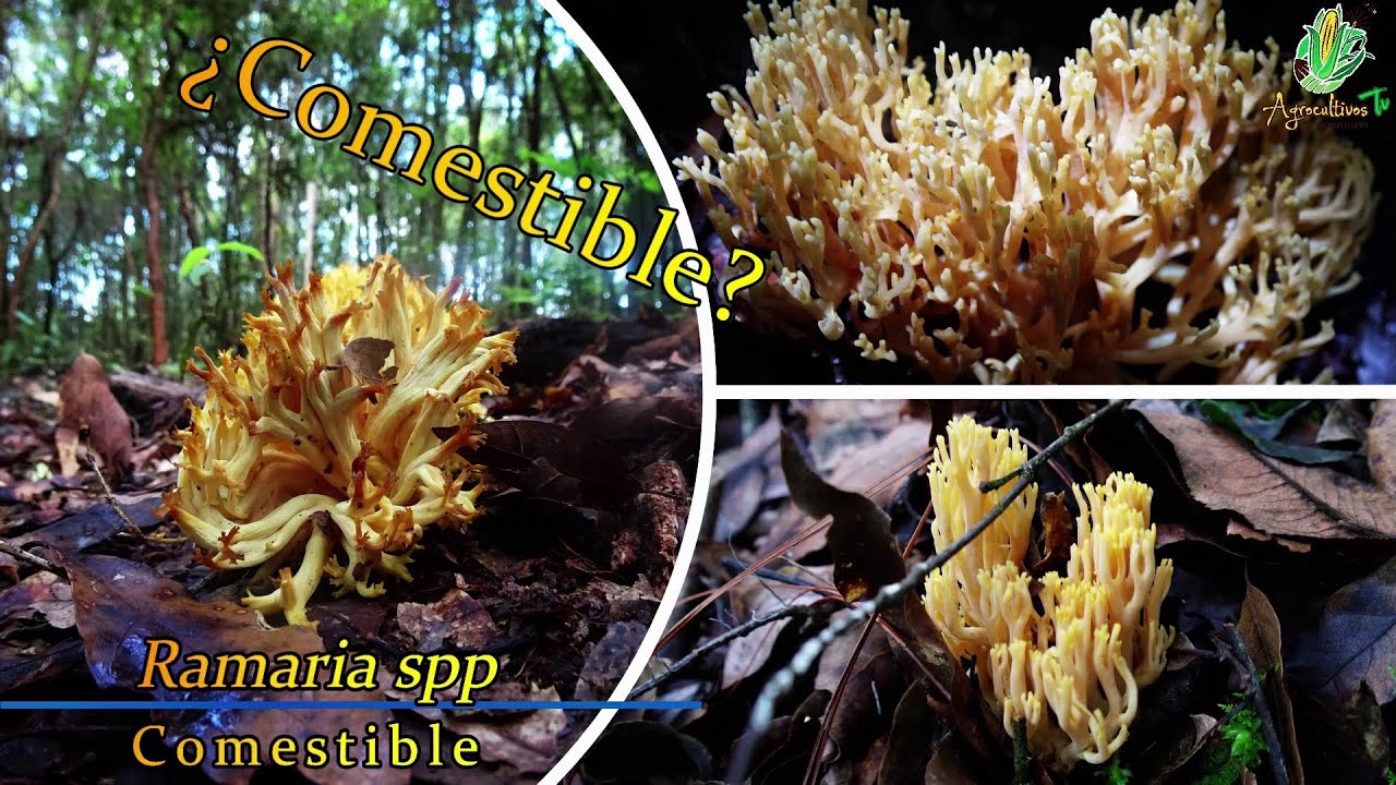 🍄 Cómo Diferenciar ✅Hongos Comestibles y 🚫No comestibles de Ramaria spp | FÁCIL y RAPIDO | PARTE 5