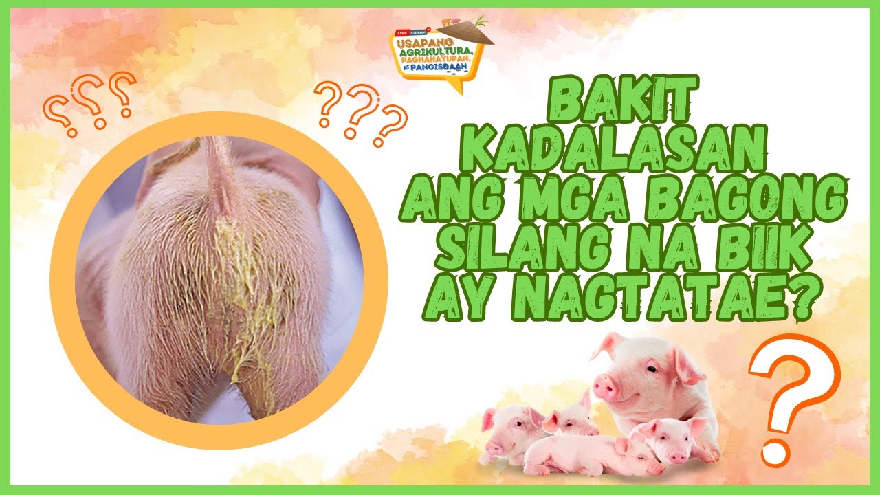 Bakit Kadalasan ang mga Bagong Silang na Biik ay Nagtatae?