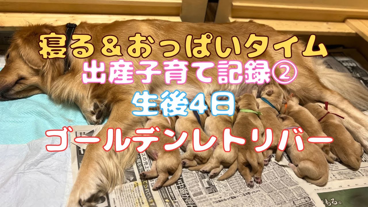 【癒し動画】～ゴールデンレトリバーパピー生後４日のブルゴル家～寝る＆おっぱいタイム