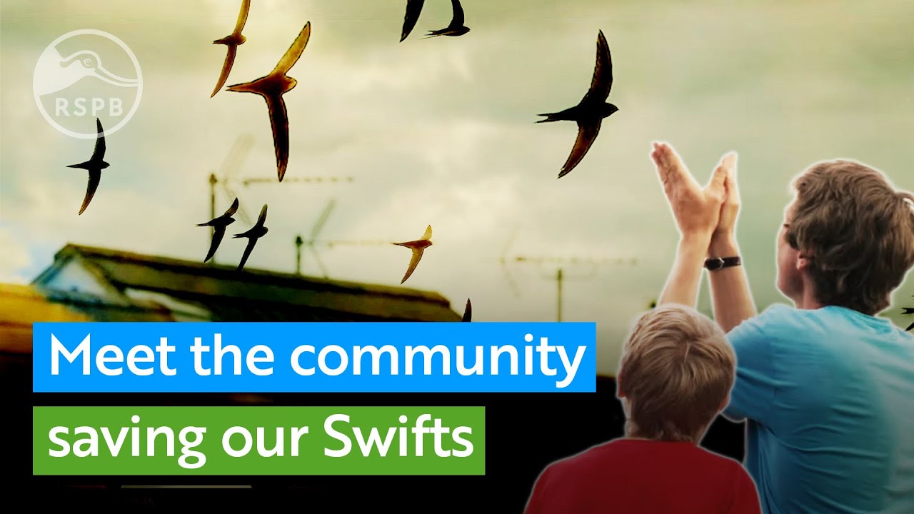 Meet the community that's come together to save our Swifts | RSPB