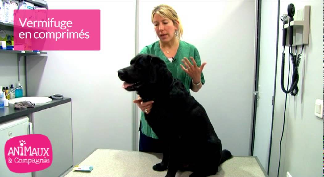 Comment vermifuger votre chien ?