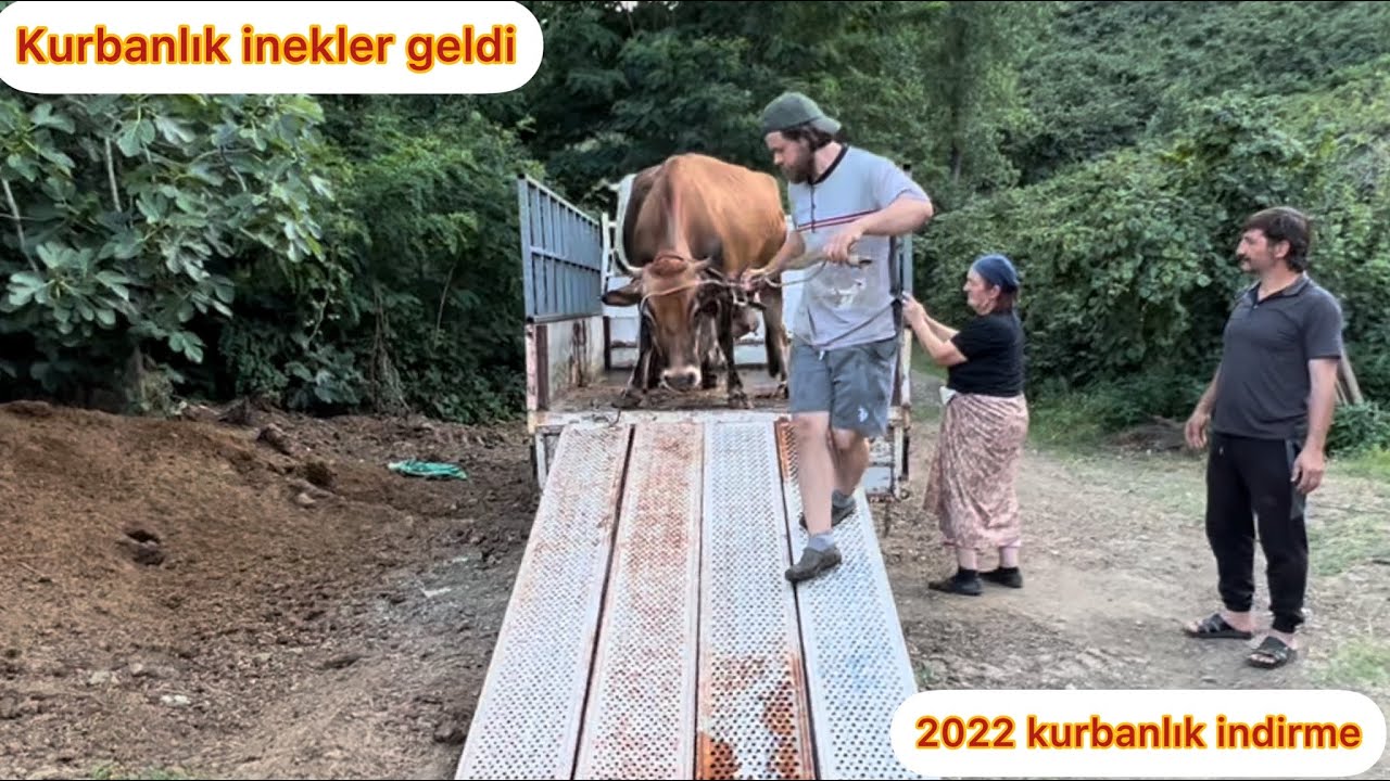 KURBANLIKLAR GELDİ / KURBANLIK İNDİRME 2022