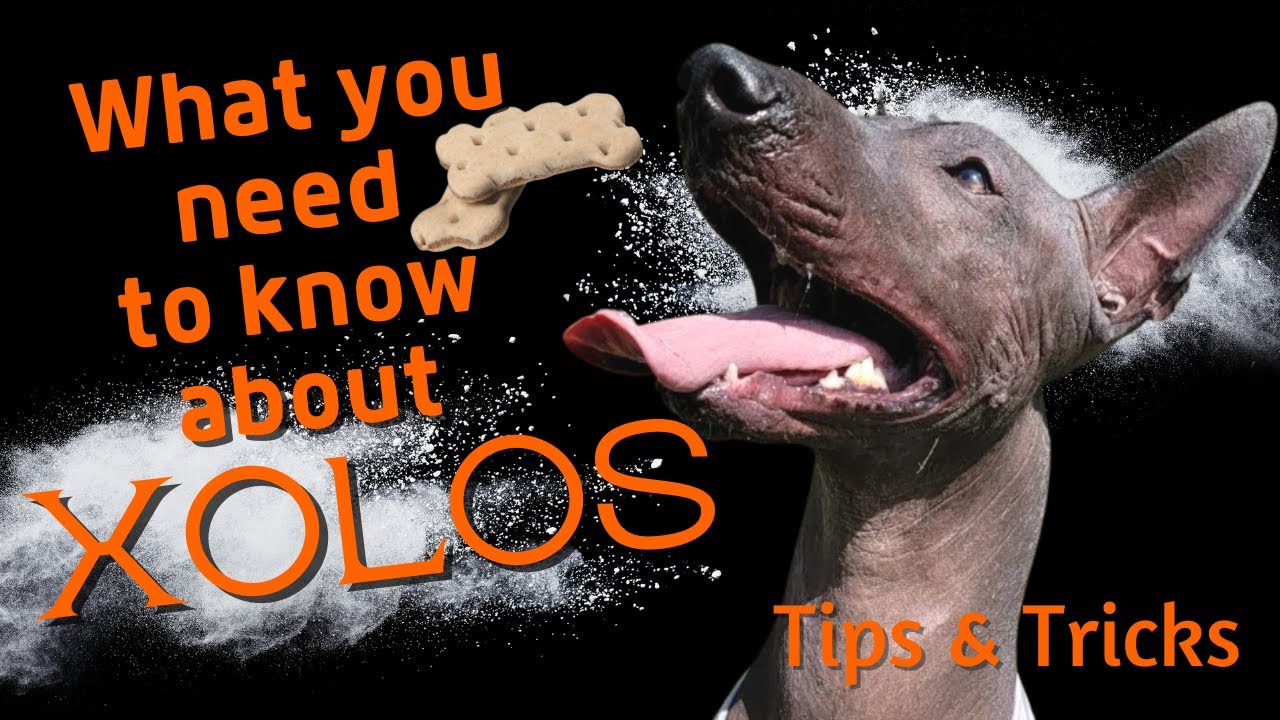 Xolo Tips and Tricks