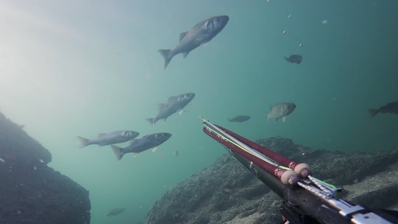 EPIC visibility Spearfishing BASS in Denmark!