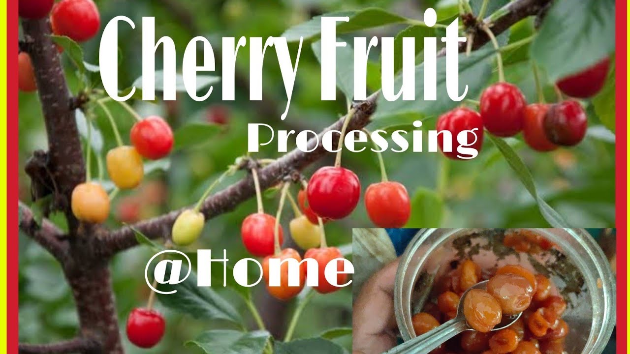 Cherry Fruit Processing | At Home|Simple Tips|Trunes Tips
