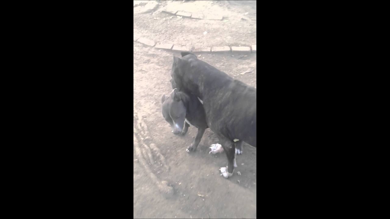 37 lbs of Skittles vs 140lbs of Presa