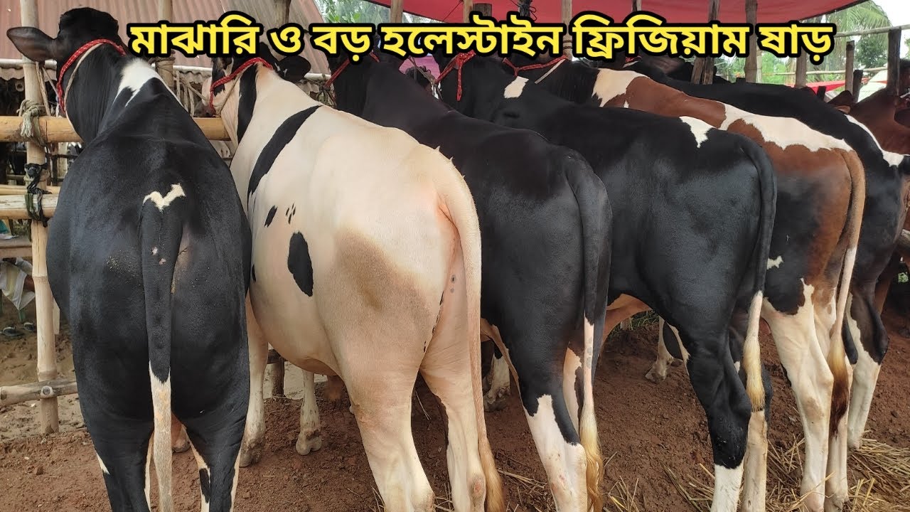পাবনা অরনখোলা হাট আপডেট।।০৯/০৮/২০২৫।।pabna aronkhola hat।।09/08/2025।।aronkhola hat vlogs