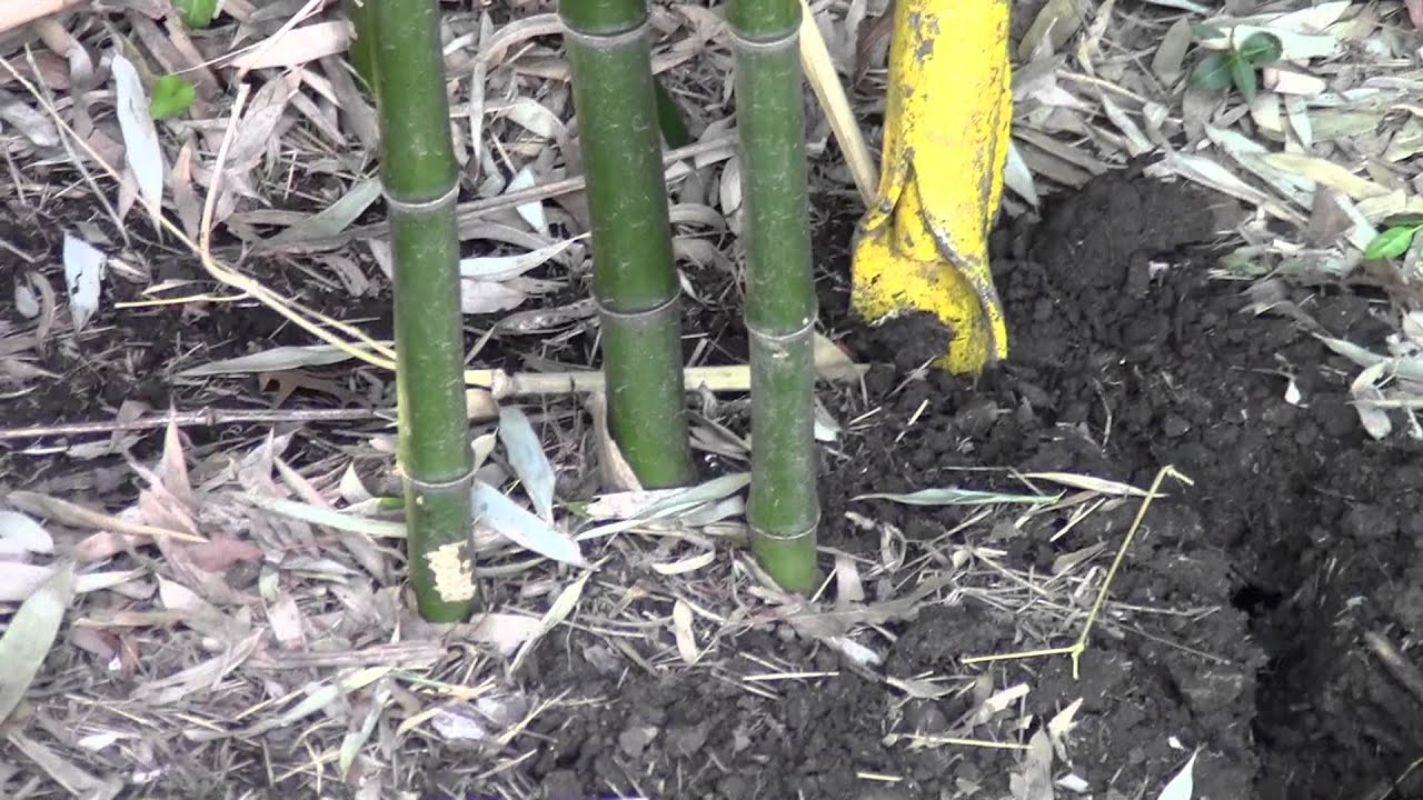 Digging bamboo