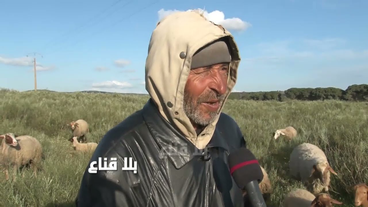 bila kinaa | عم علي عايش بين النعجات..أعز حاجة عيشة الريف ونعجاتي هاذوكا البانكة المتنقلة متاعي