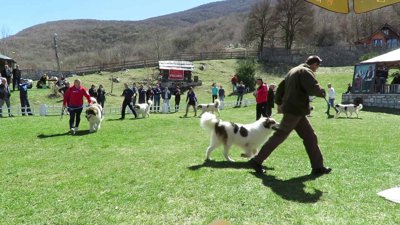 CAC Livno 6.4.'19. tornjak BOB