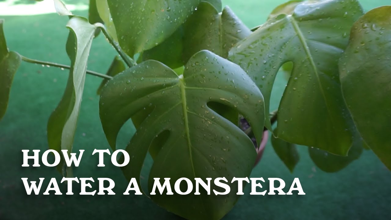 How to Water a Monstera.