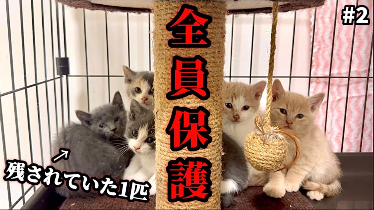 「寂しかったね…」取り残されていた子猫を保護！兄妹との再会 