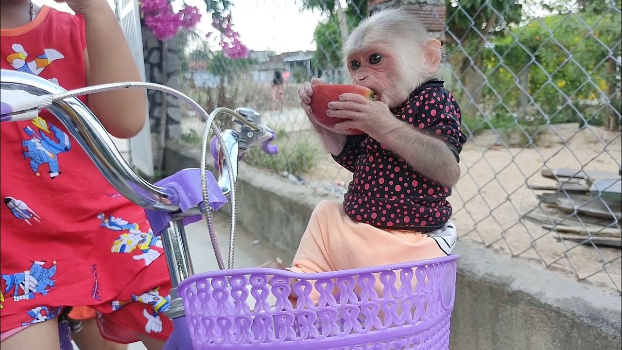 Funny Bob monkey with his brother learning to ride a bike