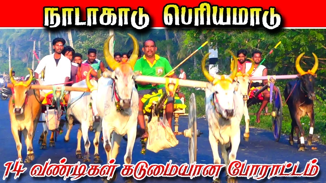 நாடாகாடு பெரியமாடு 19/01/2026#krish_studio_kattumavadi